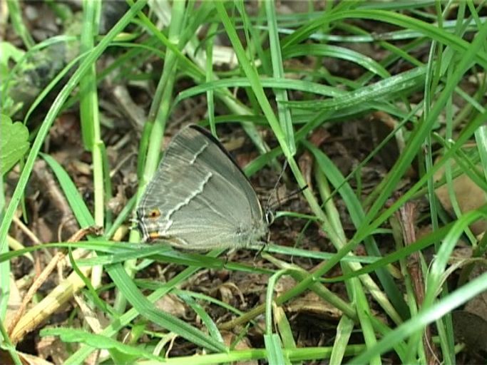 Blauer Eichenzipfelfalter ( Neozephyrus quercus ), Männchen, Flügelunterseite : Am Niederrhein, Naturpark Schwalm-Nette, 24.06.2006